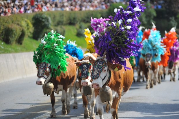 almabtrieb im brixental